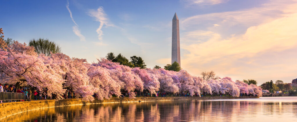 Washington D.C. in full bloom