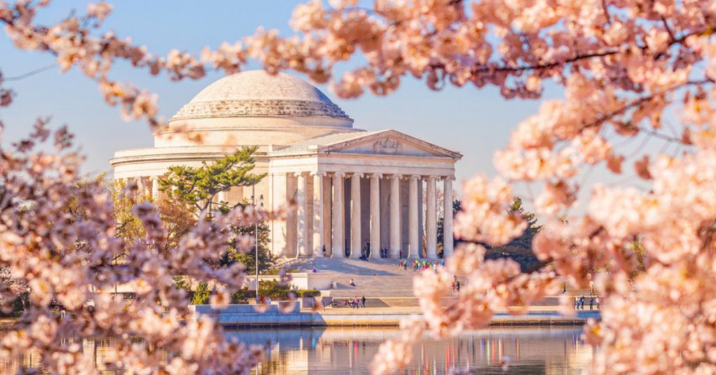 Cherry blossom season at the Tidal Basin in Washington, D.C. with the Jefferson Memorial in view